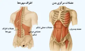 علت کمردرد ناشی از نشستن طولانی چیست؟ بهترین روشهای درمان بدون جراحی 3 تمرین اصلاحی درد کمر